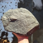 Skamieniałość duży odcisk paproci Neuropteris