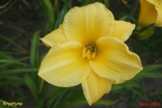 Hemerocallis / Liliowiec: Krystyna