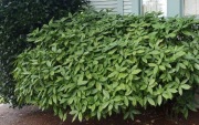Aukuba japońska aucuba japonica sadzonka 2l