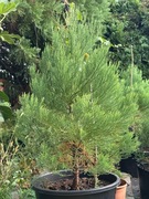 Mamutowiec olbrzymi, sekwoja, bardzo duże sadzonki!