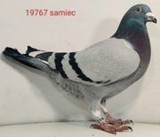 100% Jos Thone, gołębie pocztowe