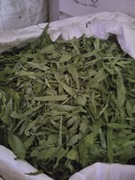 Babka lancetowata wąskolistna 6kg 6000g 162.80