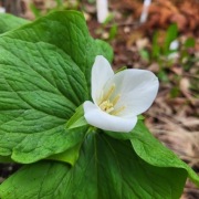 Trójlist kamczacki (sadzonka trójpędowa!!!) / Trillium camschatcense Nemuro