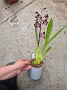 Storczyk Odontoglossum 