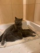 Reproduktor kot brytyjski niebieski z rodowodem