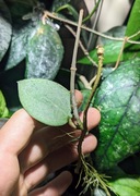 Hoya Verticillata Silver