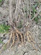 Tarczyca bajkalska sadzonka świeżo kopana dobrze się przyjmuje 3 letnia 