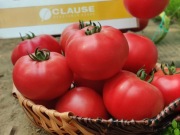 Pomidor HoneyLili F1 - Nasiona Holenderskie