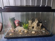 Akwarium 60 L z osprzętem