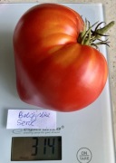 Pomidor Belgijskie Serce kolekcjonerskie nasiona