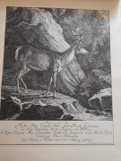 Rycina kopia Joh.E. Ridingera 