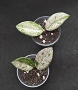 Hoya carnosa 'Wilbur Graves'  - sadzonki ukorzenione