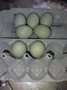 Zielone jajka lęgowe kurze green shell jaja