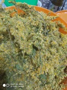 Nawłoć kwiat suszony 25 g