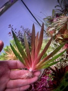 Xyris Red, mniejsza sadzonka- powyżej 5 cm , UNIKAT, hodowla podwodna