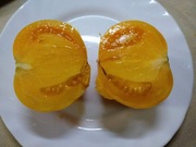 Pomidor Pomarańczowy