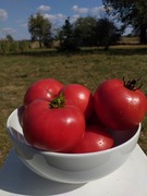 Church pomidor kolekcjonerski
