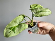 Syngonium Three Kings w hydroponice nr2