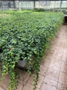BLUSZCZ hedera helix mix30-75 cm od 100 szt. -15% 