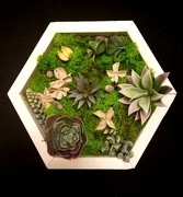 Panel obraz z mchu chrobotka w ramce sześcian heksagon