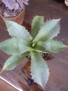 agave parassana potatorum unikat kolekcjonerski spora 