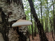 Huba brzozowa - białoporek z górskiego lasu, suszony - 50g