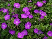 Bodziszek czerwony Compact  Geranium sanguineum 30 nasion
