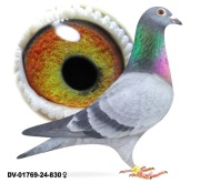 Młode 2026 para 28 Schalie org A&W Drapa 4x Inbred Pokerface 12x1 c Skyfaht