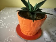 Doniczka Osłonka na Donicę Donica Wraz ze Sztucznym Kwiatem Aloes Kaktus