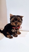 Yorkshire terrier piesek