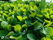 SADZONKI SELER POR Pomidor Ogórek Kalafior kapusta