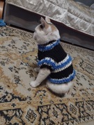 Ubranko dla kotka lub małego pieska ręcznej roboty 