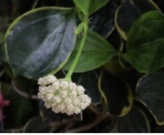 Hoya carnosa round splash leaves EPC893