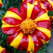 Aksamitka niska Mr Majestic 