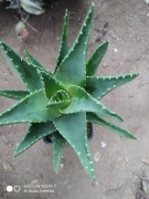 Aloes dealetii nr 1 wys 18 cm