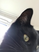 sym fiddle 50cm 4t rok produkcji 17   Fajny Skuter