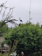 Antena cb uszkodzona 