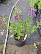 Dzwonek jednostronny