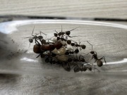 Camponotus nicobarensis królowa oraz 10-15 robotnic