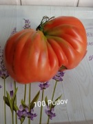 Pomidor  100 Pudov kolekcjonerski