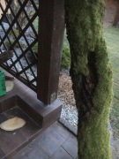 Imienne plastry brzozowe z mchem 