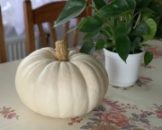 Nasiona dyni - biała - Valenciano White