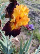 Irys-Snapshot-kłącze