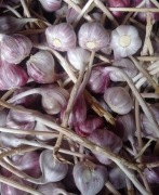 Czosnek polski harnaś 