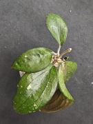 Hoya erythrina Kedah Peak - sadzonka ukorzeniona