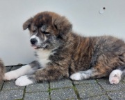 Akita Japońska suczka