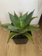 Agave . Agawa „Decipens” duża roślinka wyprzedaż.