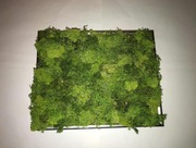 Żywy obraz mech chrobotek