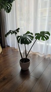 Piękna, zdrowa monstera deliciosa, 70x90 cm z ceramiczną doniczką