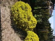 Trzmielina duża w gruncie.